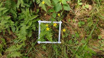 STSM in Czechia – Collecting laser scans in plots of the DendroNet network (and finding some forest art while taking samples)