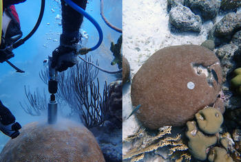 Left: Drilling in the coral head. Right: cement plug inserted into the hole left by the core