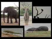 Chobe Nationalpark