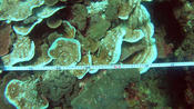 gebleichte Korallen in 10m Tiefe infolge zu hoher Wassertemperaturen