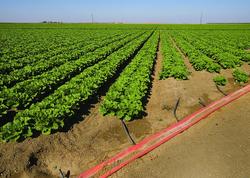 Subsurface drip irrigation • Integrated Water Resource Management ...