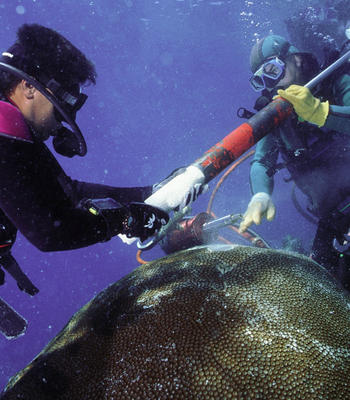 Collection of the core sample from the massive boulder coral in Fiji back in 1998. Joel Orempuller (IRD).