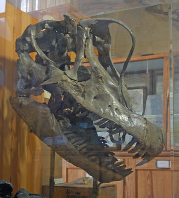 Schädel von Giraffatitan im Museum für Naturkunde, Berlin